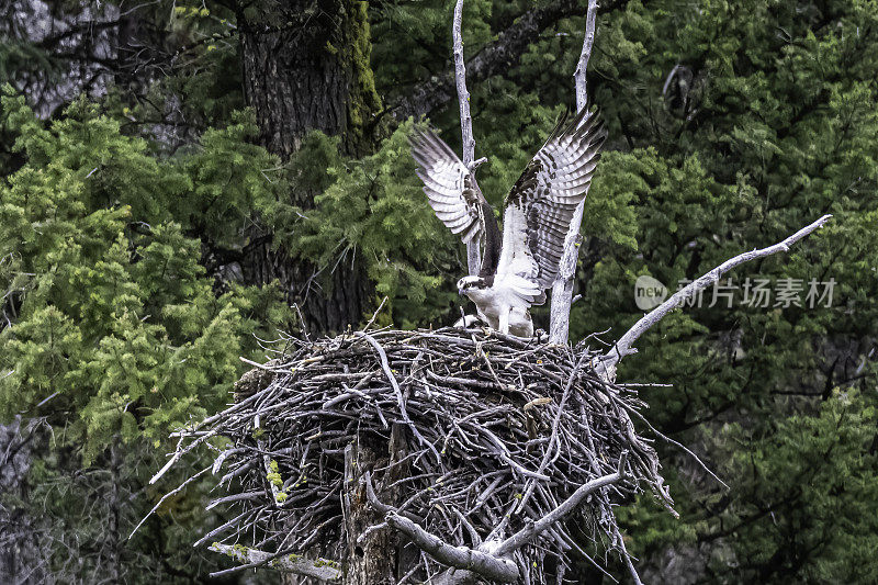 鱼鹰(Pandion haliaetus)，也被称为海鹰、河鹰和鱼鹰，是一种昼夜活动的，以鱼为食的猛禽，分布在世界各地。在怀俄明州黄石国家公园的水中发现的。在一个巢上，张开翅膀。